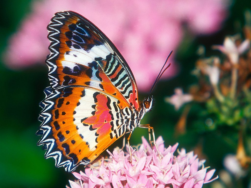 Red Lacewing Butterfly